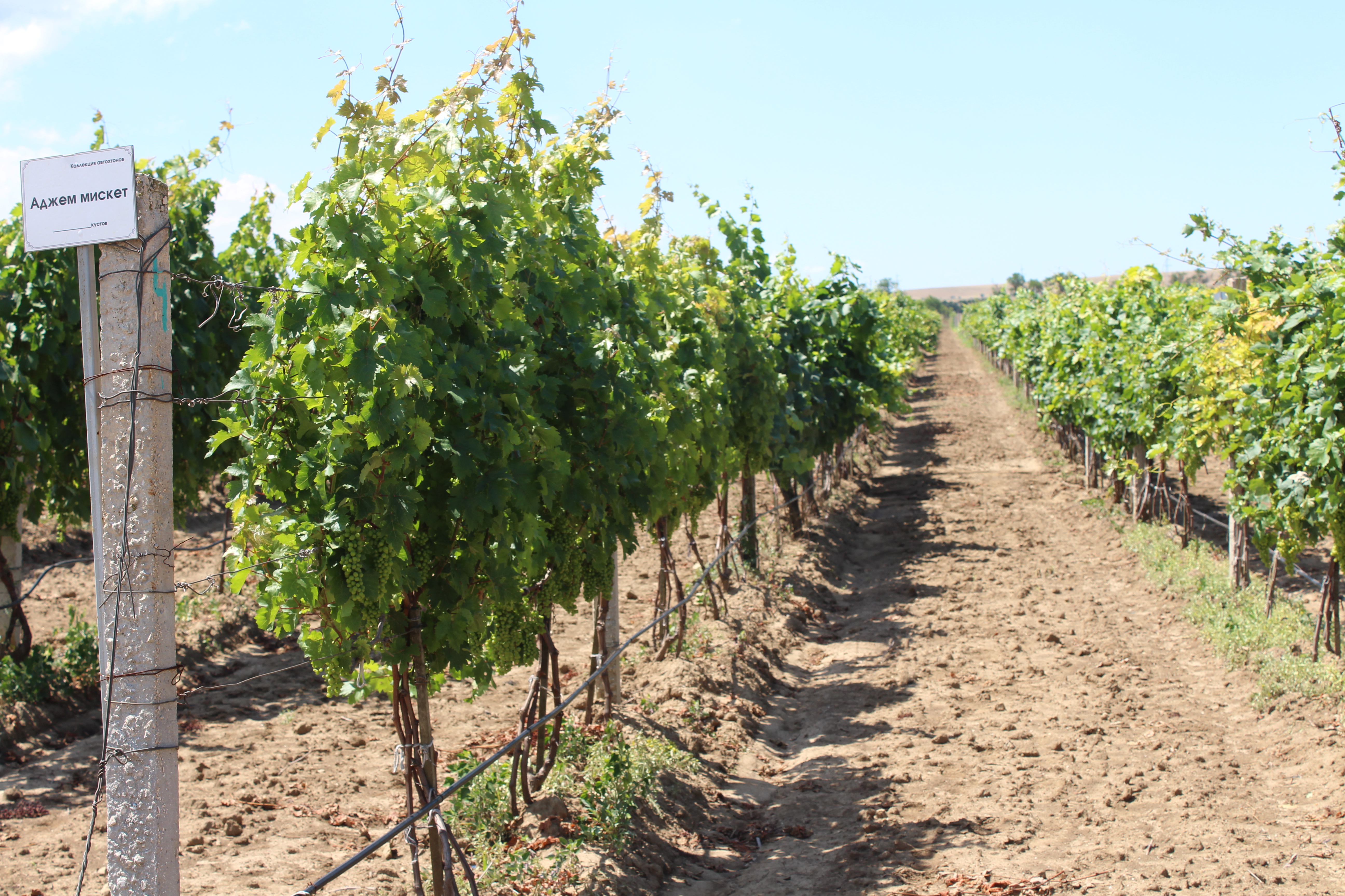 Что такое международные сорта винограда?